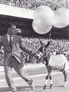 Il somarello a spasso allo Stadio San Paolo