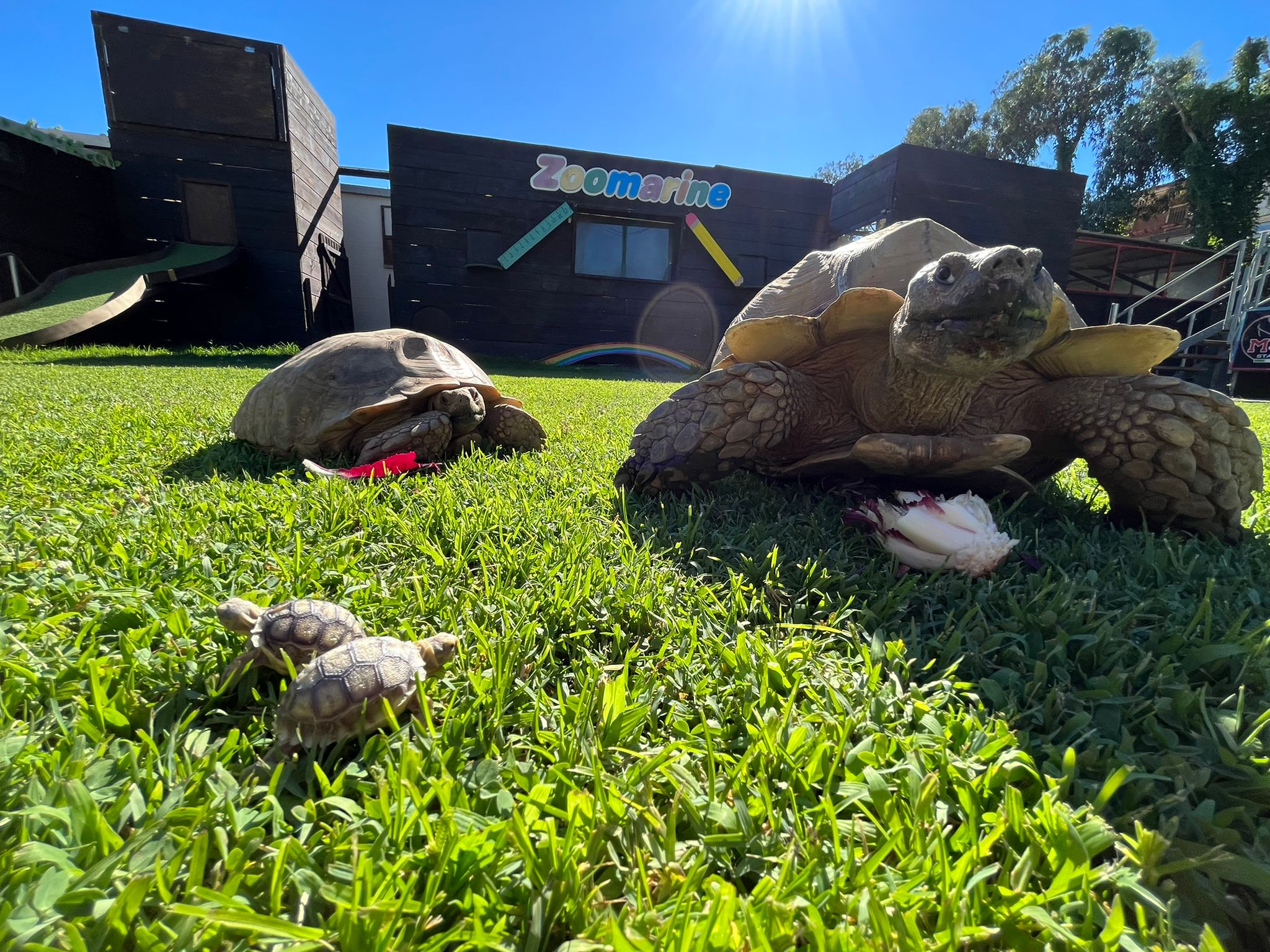 tartarughe zoomarine